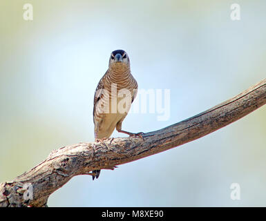 Vogel Bild gemacht von Pete Morris Stockfoto