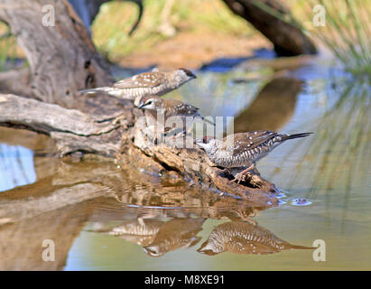 Vogel Bild gemacht von Pete Morris Stockfoto