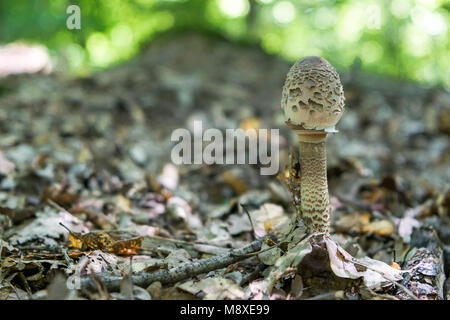 Sonnenschirm Pilz oder Macrolepiota procera Stockfoto