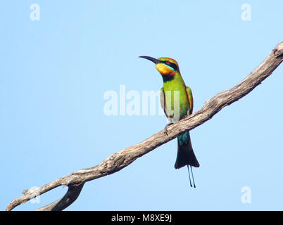 Vogel Bild gemacht von Pete Morris Stockfoto