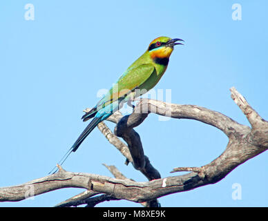 Vogel Bild gemacht von Pete Morris Stockfoto