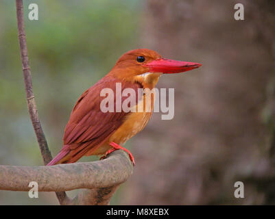 Rosse IJsvogel zittend op een Tak, Ruddy Kingfisher thront auf einem Zweig Stockfoto