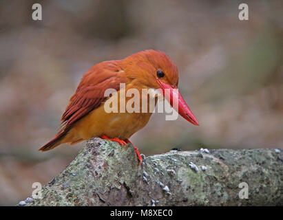 Rosse IJsvogel zittend op een Tak, Ruddy Kingfisher thront auf einem Zweig Stockfoto