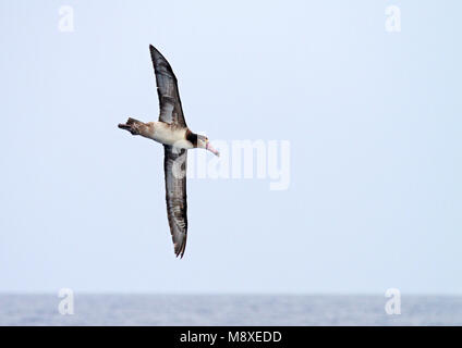 Stellers Albatros; Short-tailed Albatros Stockfoto