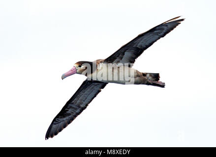 Stellers Albatros; Short-tailed Albatros Stockfoto