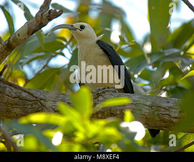 Sikkelvanga, Sichel-billed Vanga Stockfoto