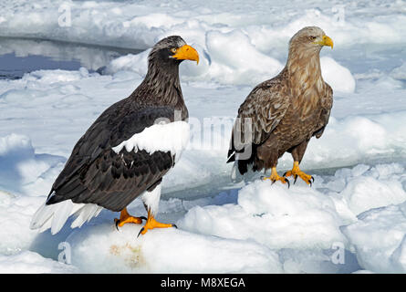 Steller - zeearend de Zeearend in de sneeuw, Stellers Sea - Adler und Seeadler im Schnee Stockfoto