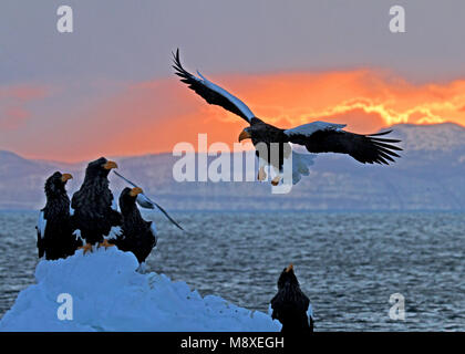 Steller - zeearend in Vlucht, Stellers Sea - Adler im Flug Stockfoto