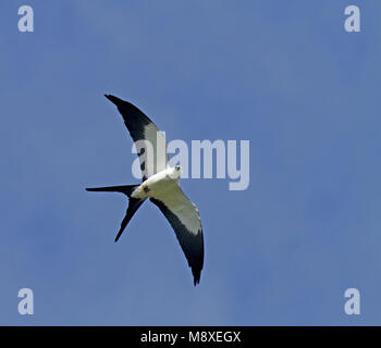 In Zwaluwstaartwouw vlucht; swallow-tailed Kite (Elanoides forficatus) im Flug Stockfoto