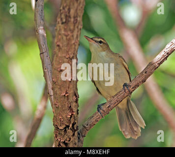 Tuamotukarekiet, Tuamotu Reed-Warbler Stockfoto