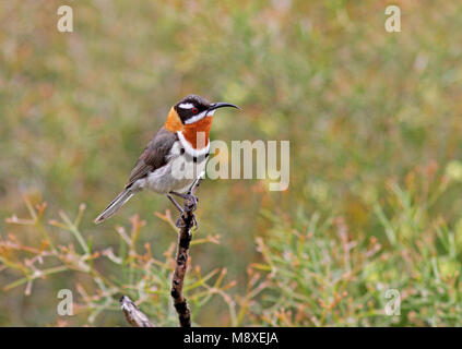 Vogel Bild gemacht von Pete Morris Stockfoto