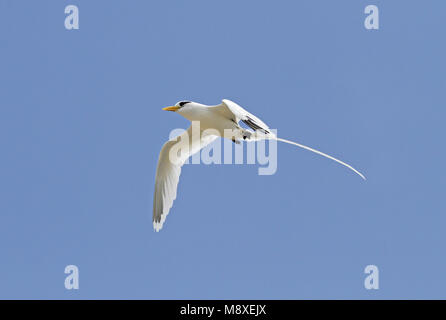 In Witstaartkeerkringvogel vlucht, White-tailed Tropicbird im Flug Stockfoto