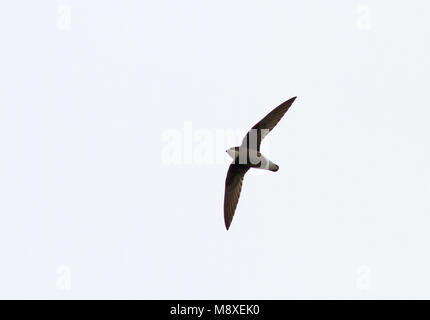 Stekelstaartgierzwaluw; White-throated Needletail, Hirundapus caudacutus Stockfoto