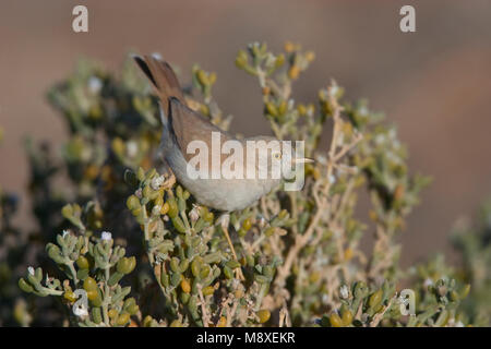 Afrikaanse Woestijngrasmus in een struikje; afrikanische Wüste Warbler in Bush Stockfoto