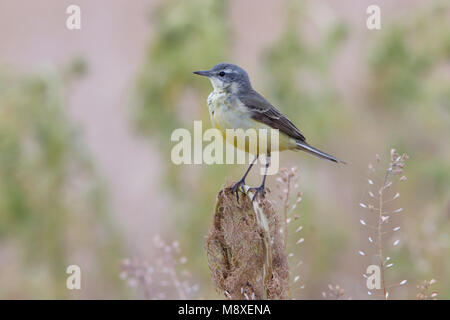 Vögele vrouwtje Kwikstaart zittend Boven op Anlage. Weibliche Blue-headed Wagtail saß oben auf der Anlage Stockfoto