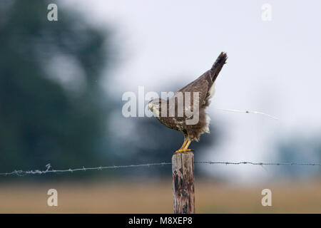 Buizerd zittend op een Paal; Mäusebussard auf Pole gehockt Stockfoto