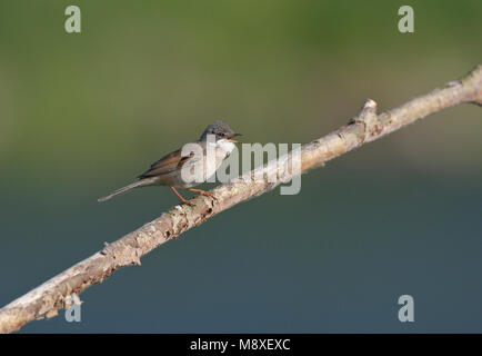 Zingend mannetje Grasmus zittend op Tak. Singende Männchen Common Whitethroat sitzen auf Zweig Stockfoto