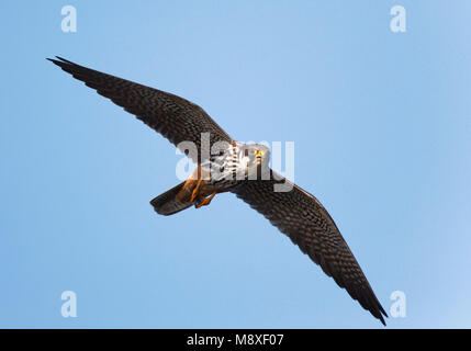 Op Libellen jagende en fouragerende Boomvalk heeft Libelle in klauwen en eet in de Lucht. Jagd eurasischen Hobby Fütterung auf Dragonfly in seinen Krallen. Stockfoto