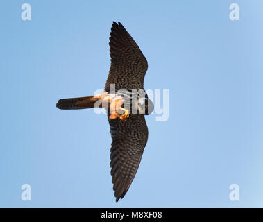 Op Libellen jagende en fouragerende Boomvalk heeft Libelle in klauwen en eet in de Lucht. Jagd eurasischen Hobby Fütterung auf Dragonfly in seinen Krallen. Stockfoto