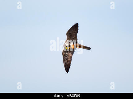 Op Libellen jagende en fouragerende Boomvalk heeft Libelle in klauwen en eet in de Lucht. Jagd eurasischen Hobby Fütterung auf Dragonfly in seinen Krallen. Stockfoto