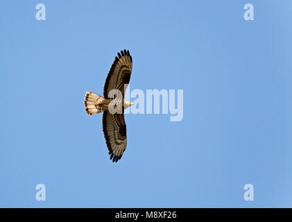 Wespendief vliegend in Blauwe lucht. Europäischen Honig - bussard Fliegen im blauen Himmel. Stockfoto