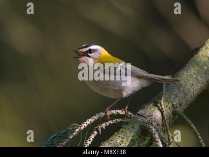 Zingende Vuurgoudhaan op Tak in naaldbos in Zuid-Limburg und singende Firecrest auf Niederlassung in pineforest Stockfoto