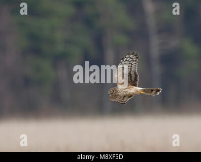 Vrouwtje Blauwe Kiekendief in de Vlucht; Weiblicher Kornweihe im Flug Stockfoto