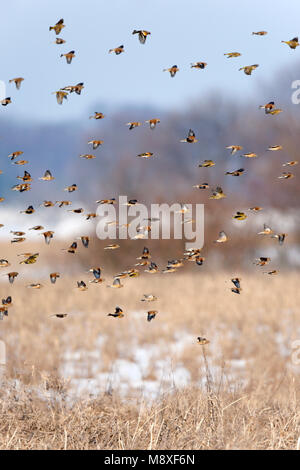 Grote Groep overwinterende vinkachtigen, zaadeters (Kneu) vliegen boven Winter akkervogelreservaat Mortelshof. Herde von überwinternden seedeating Songbird Stockfoto