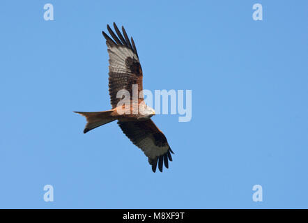 Vliegende Ritt Wouw in Blauwe lucht. Fliegenden Roten Drachen gegen den blauen Himmel. Stockfoto