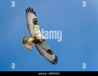 In Ruigpootbuizerd vlucht, rauh-legged Buzzard im Flug Stockfoto