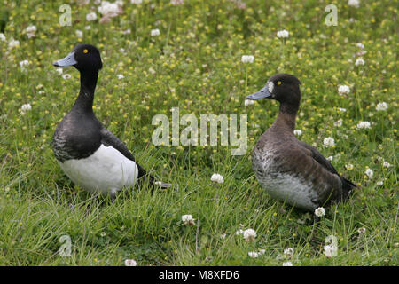 Paartje Kuifeenden; Paar getuftete Enten Stockfoto