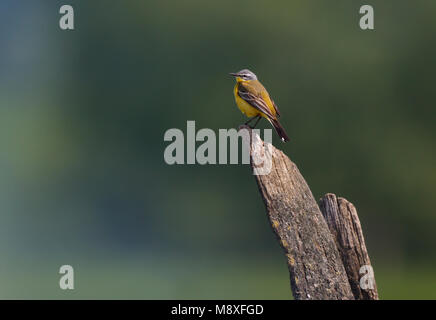 Vögele mannetje Kwikstaart staat Op de Uitkijk op een Oude verweerde weidepaal; Männlich Blue-headed Wagtail stehend auf alte hölzerne Stange Stockfoto