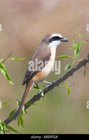 Bruine Klauwier, Braun Shrike Stockfoto