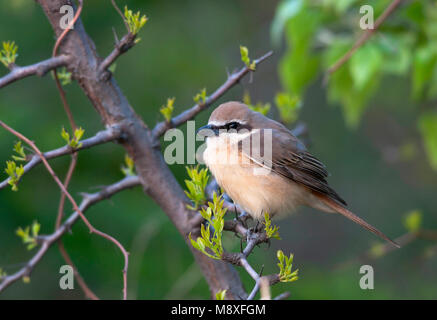 Bruine Klauwier, Braun Shrike Stockfoto