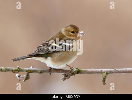 Overwinterend vrouwtje Vink zittend op Tak; Überwinterung weiblichen Gemeinsame Buchfink sitzen auf Branche Stockfoto