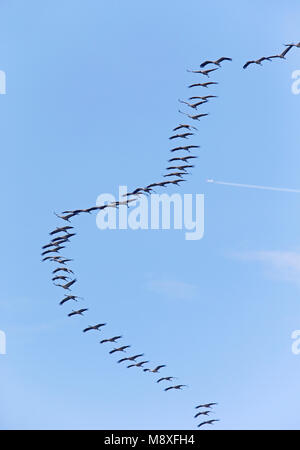 Vliegende trekkende Groep Kraanvogels; Fliegen Migration Scharen von Kranichen Stockfoto