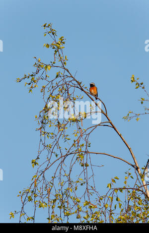 Sfeerbeeld van mannetje Gekraagde Roodstaart zittend in Berk; männliche Common Redstart sitzen in Birke Stockfoto