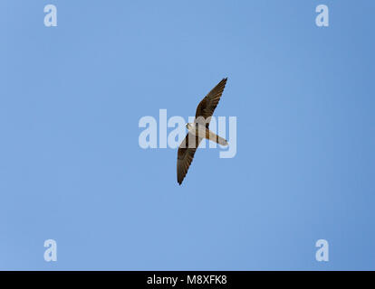 Vliegende Eleonora's Valk in De Blauwe lucht; Fliegen Eleonorenfalken gegen den blauen Himmel Stockfoto