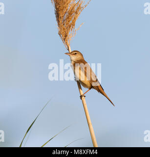 Grote Karekiet zittend op rietstengel; Great Reed Warbler Reed sitzen Stockfoto