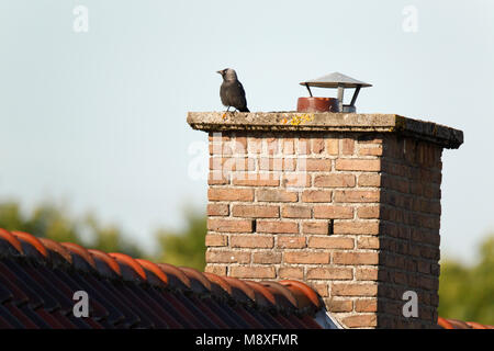 Kauw staat Op de Uitkijk bij zijn Nest in een schoorsteen op het dak van een Huis; Western Dohle am Aussichtspunkt in der Nähe von seinem Nest im Schornstein auf dem Stockfoto