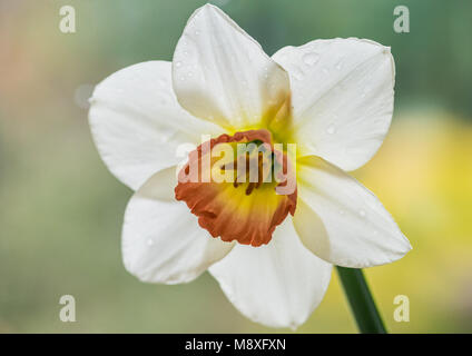 Eine Makroaufnahme eines weißen Narzisse mit einer orange/rot Trompete. Stockfoto