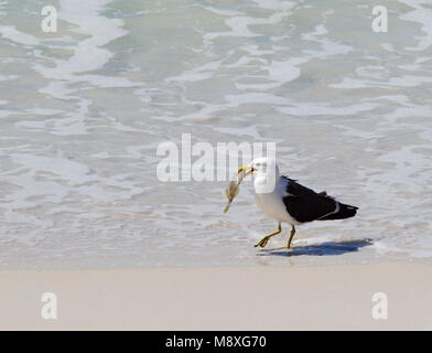 Kelpmeeuw met Vis, Kelp Möwe mit Fisch Stockfoto