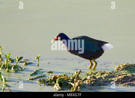 Amerikaans waterhoen, Common gallinule Stockfoto