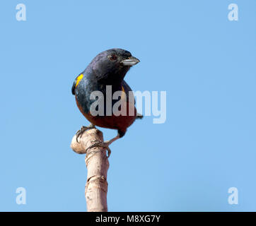 Mannetje Kastanjebuikorganist, Chestnut-bellied Euphonia Männlich Stockfoto