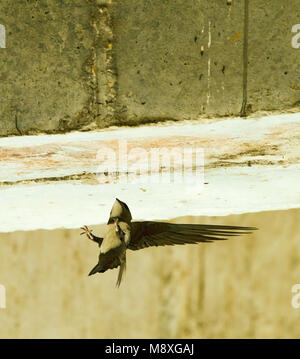 Alpengierzwaluw aanvliegend bij Nest; Alpine Swift im Flug in der Nähe von Nest Stockfoto