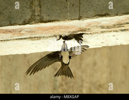 Alpengierzwaluw aanvliegend bij Nest; Alpine Swift im Flug in der Nähe von Nest Stockfoto