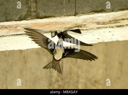 Alpengierzwaluw aanvliegend bij Nest; Alpine Swift im Flug in der Nähe von Nest Stockfoto