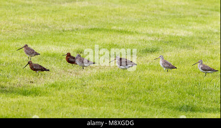 Vogel Bild von Roy de Haas Stockfoto