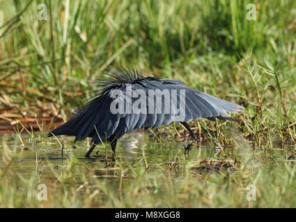 Zwarte Reiger fouragerend in moeras Vleugels uit; Schwarz Heron Nahrungssuche in den Flügeln Sumpf heraus Stockfoto