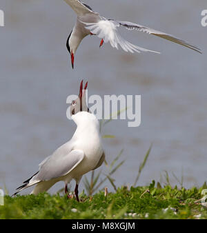 Vogel Bild von Roy de Haas Stockfoto